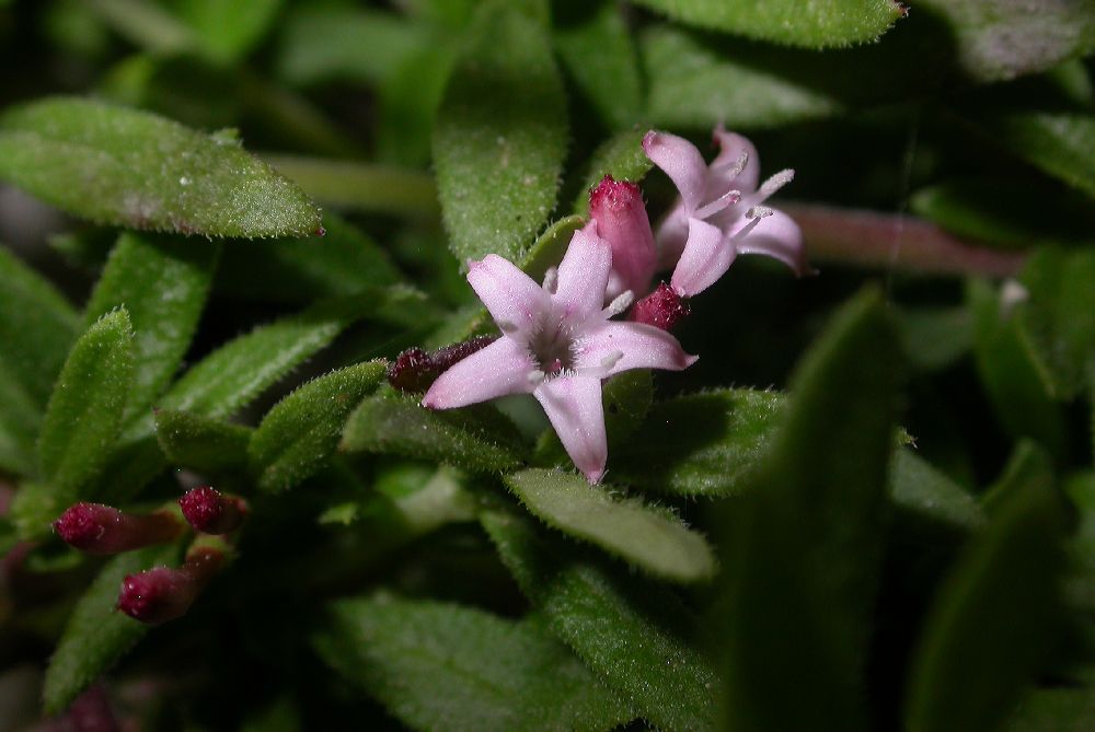 Rubiaceae Putoria calabrica