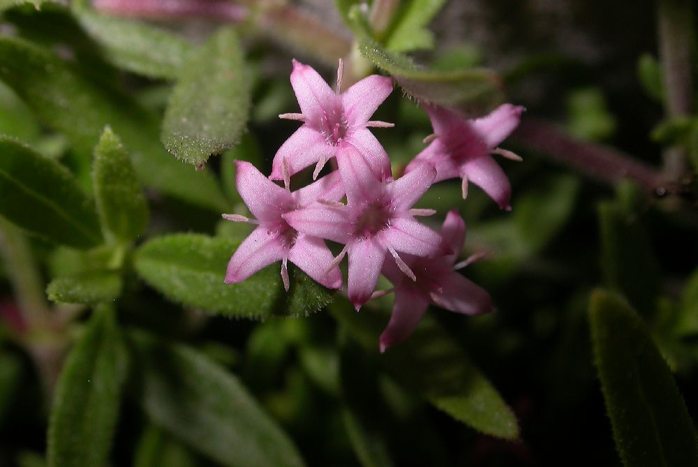 Rubiaceae Putoria calabrica