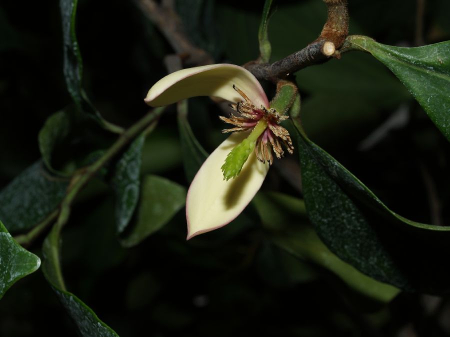 Magnoliaceae Michelia figo