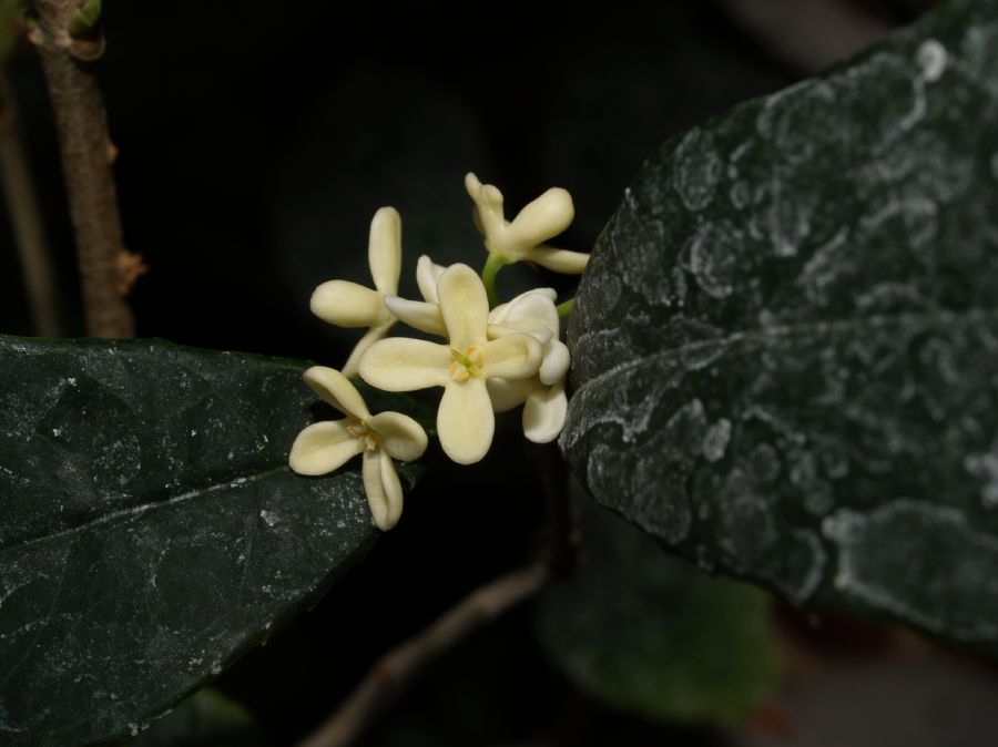 Oleaceae Osmanthus fragrans