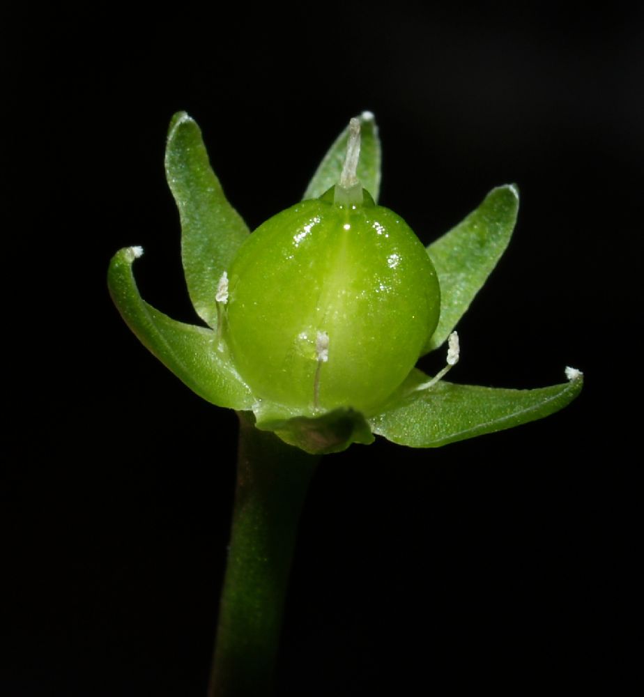 Hyacinthaceae Bowiea volubilis