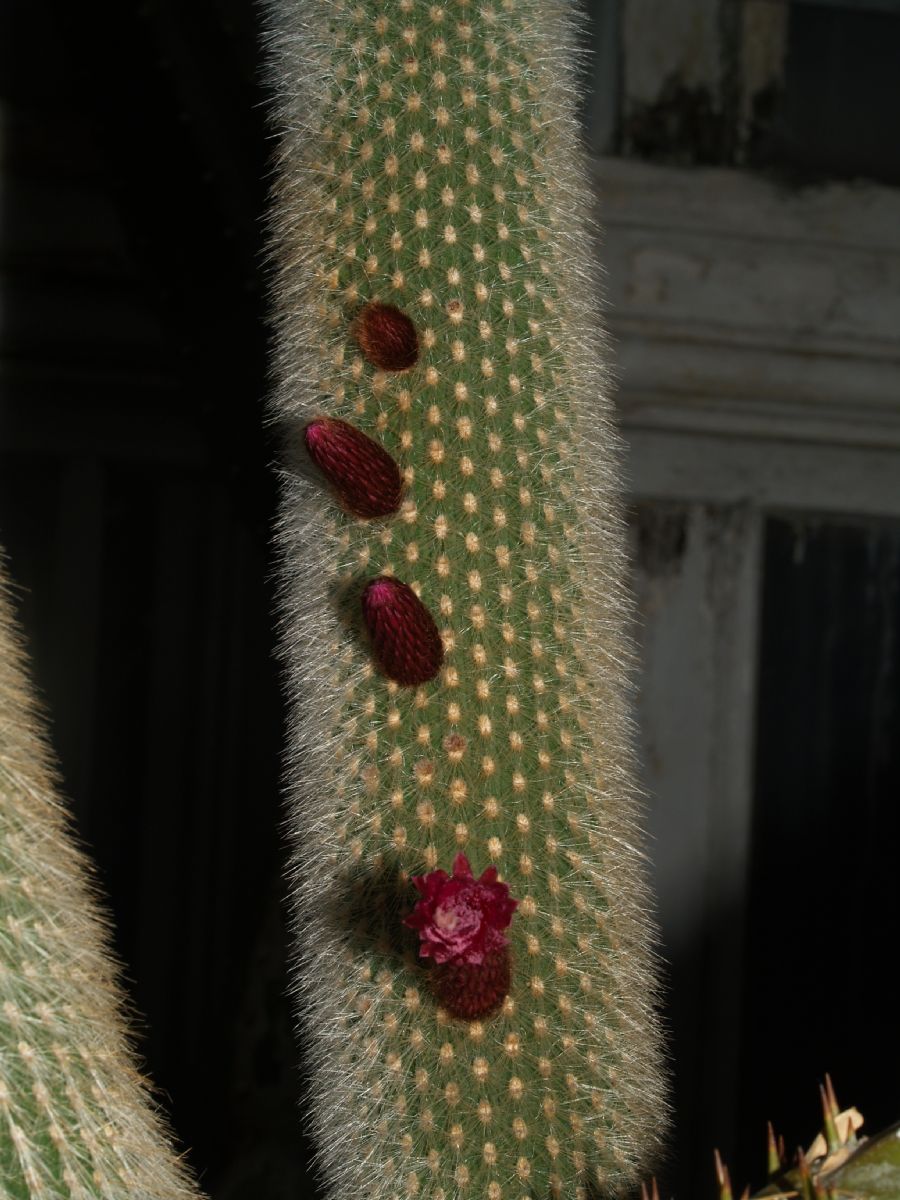 Cactaceae Cleistocactus strausii