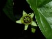 image of Passiflora coriacea