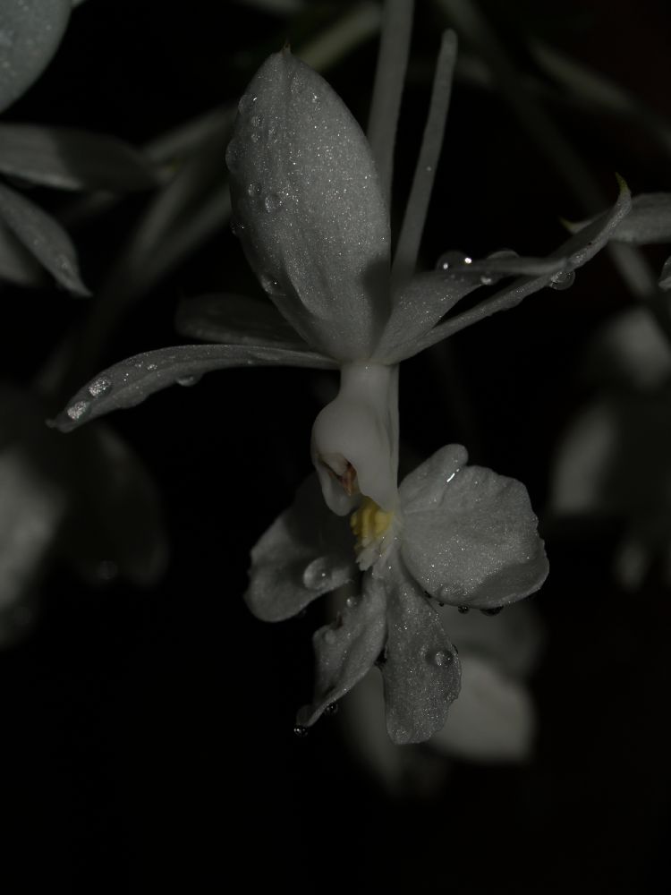 Orchidaceae Sobralia macrantha
