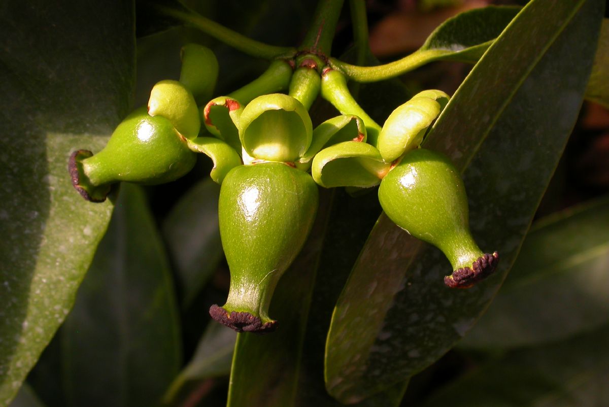 Clusiaceae Garcinia hombroniana