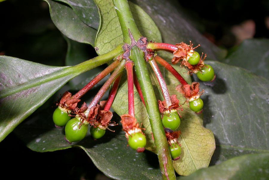 Clusiaceae Rheedia brasiliensis