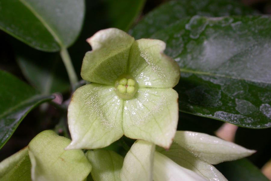 Lamiaceae Oxera pulchella