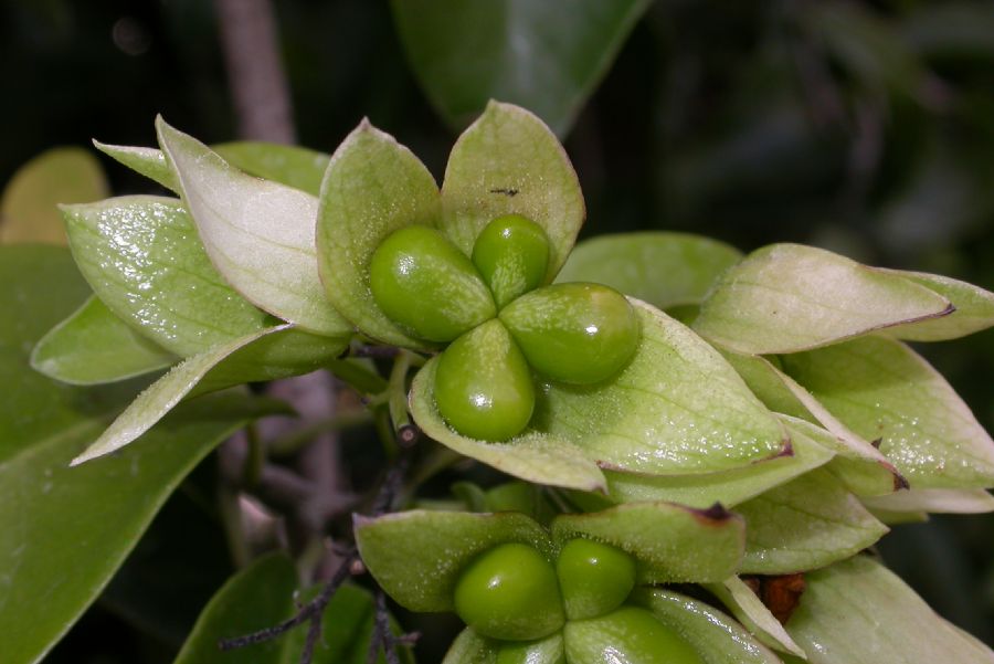 Lamiaceae Oxera pulchella