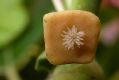 image of Siparuna pauciflora