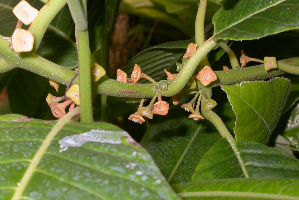 Monimiaceae Siparuna pauciflora