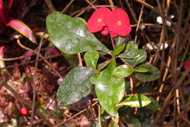 Euphorbiaceae Euphorbia geroldii