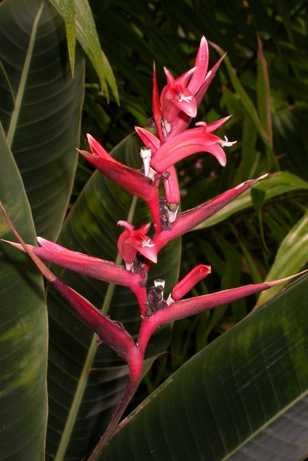 Heliconiaceae Heliconia metallica