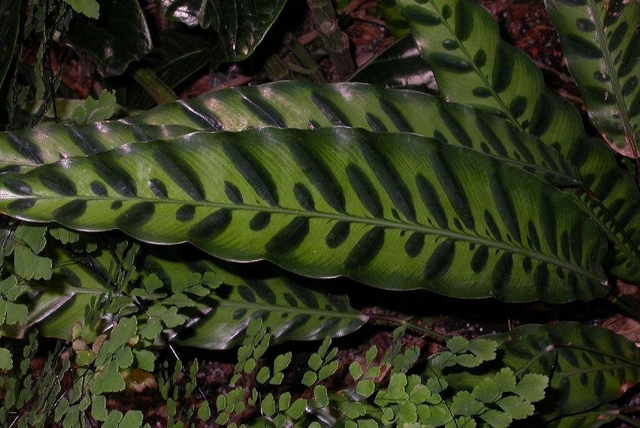 Marantaceae Calathea lancifolia