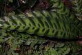 image of Calathea lancifolia