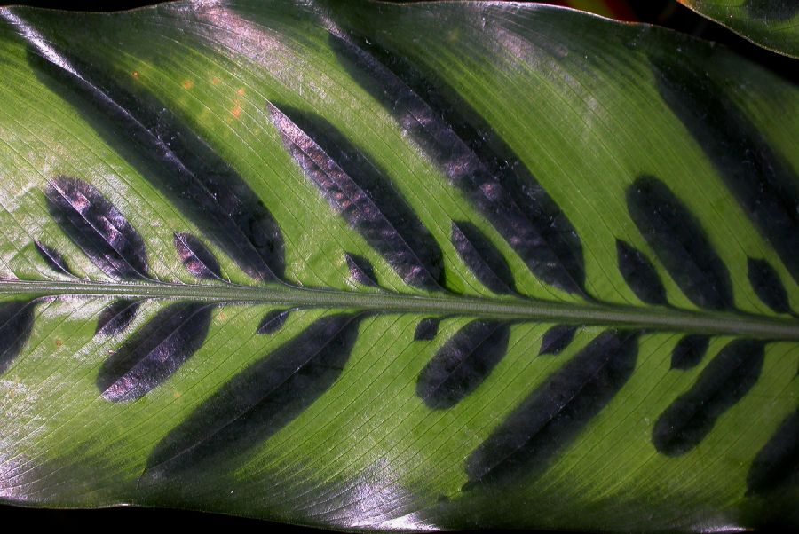 Marantaceae Calathea lancifolia