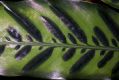 image of Calathea lancifolia