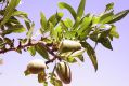 image of Prunus dulcis