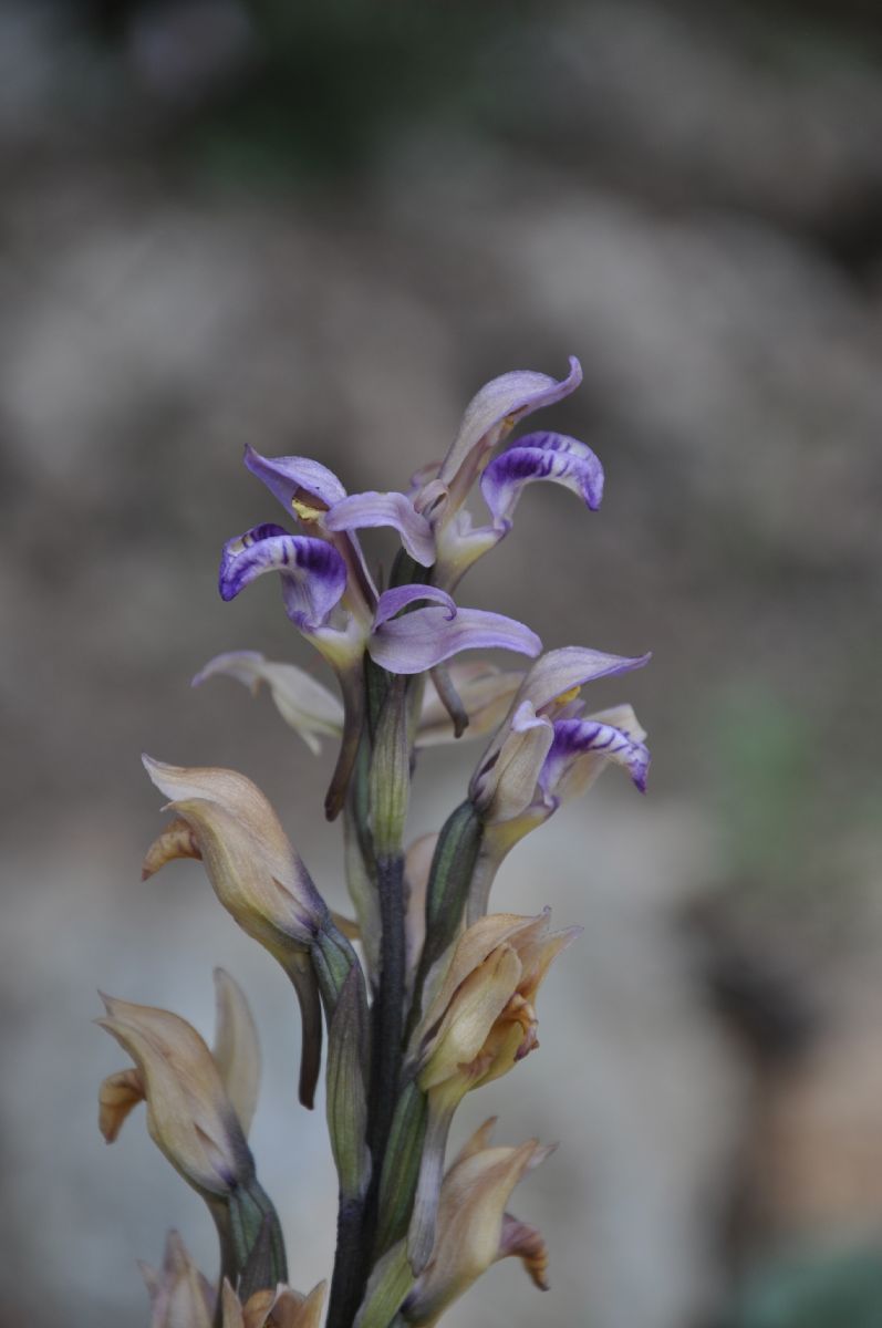 Orchidaceae Limodorum abortivum