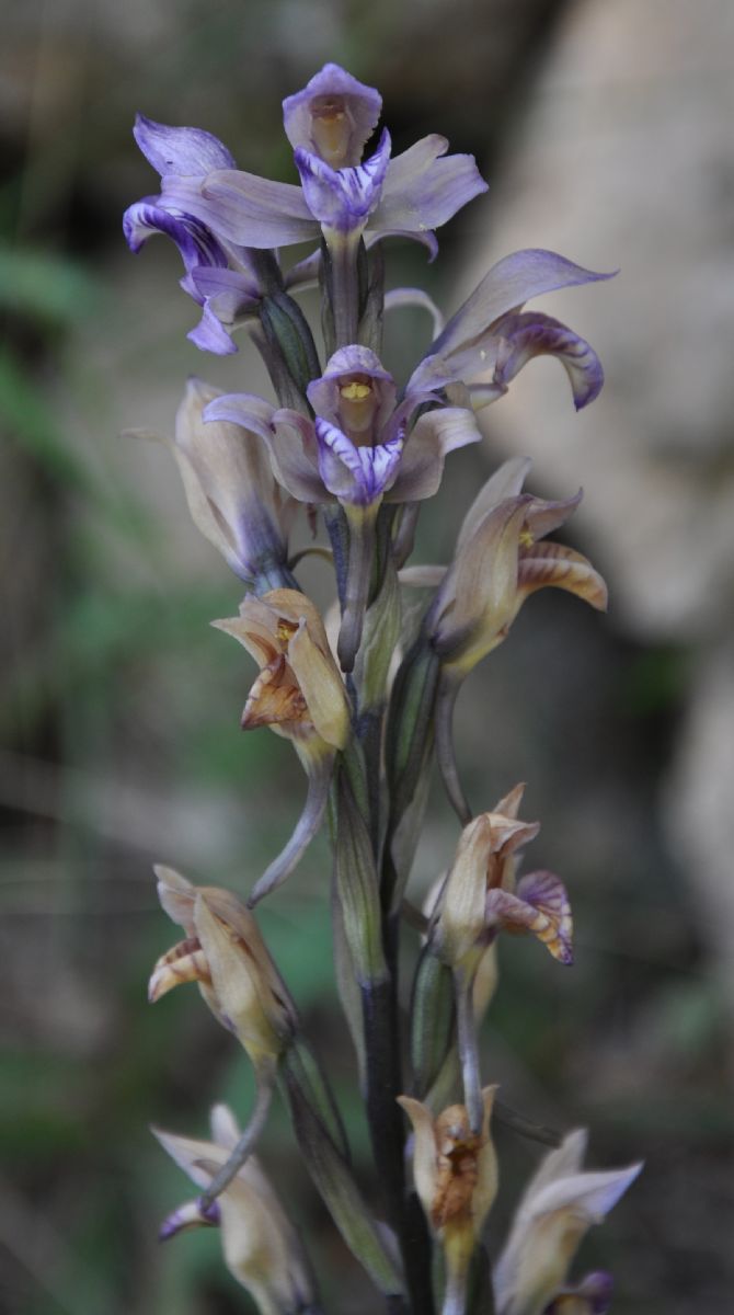 Orchidaceae Limodorum abortivum