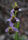 image of Ophrys  apifera