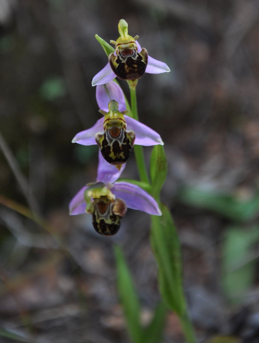 Orchidaceae Ophrys  apifera