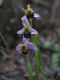 image of Ophrys  apifera