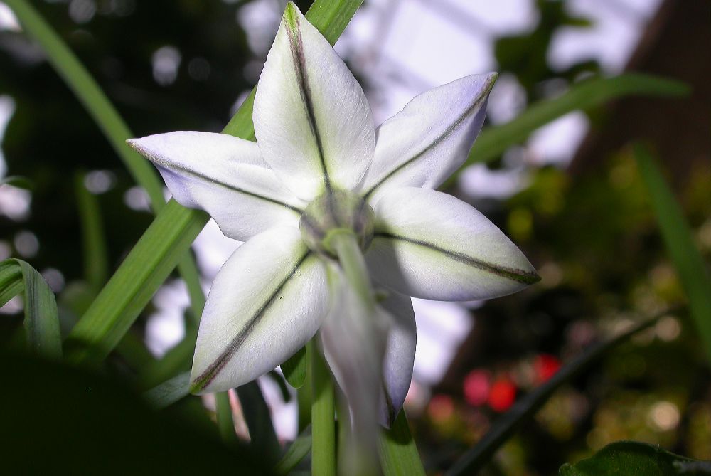 Amaryllidaceae Ipheion uniflorum