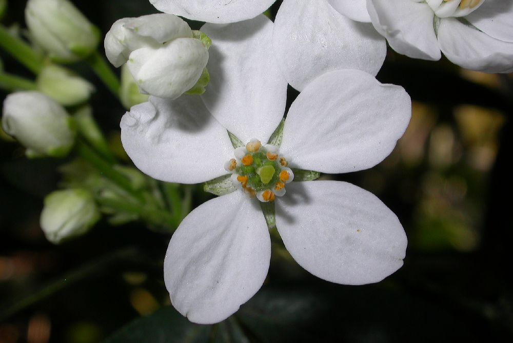 Rutaceae Choisya ternata