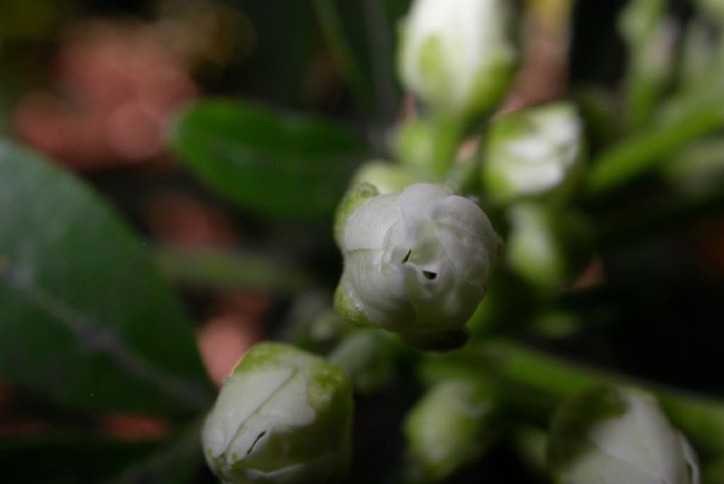 Rutaceae Choisya ternata