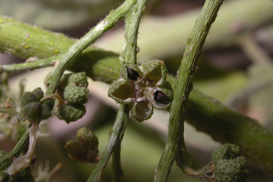 Rutaceae Haplophyllum 
