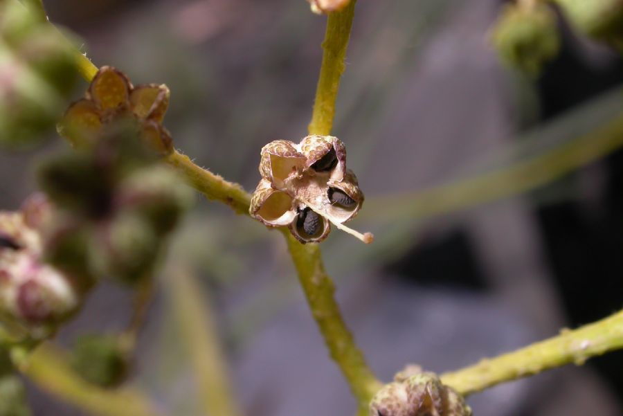 Rutaceae Haplophyllum 