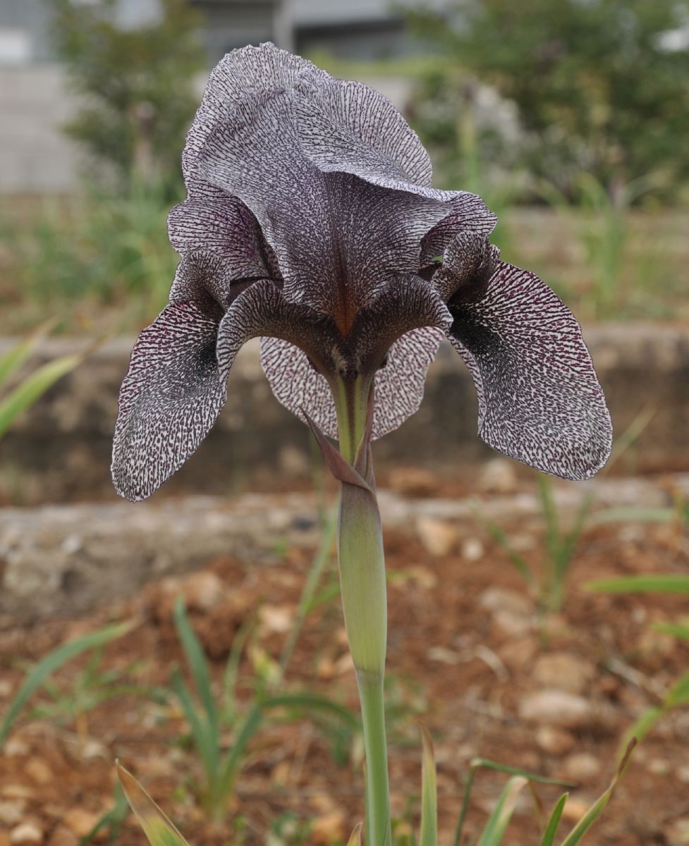Iridaceae Iris sofarana