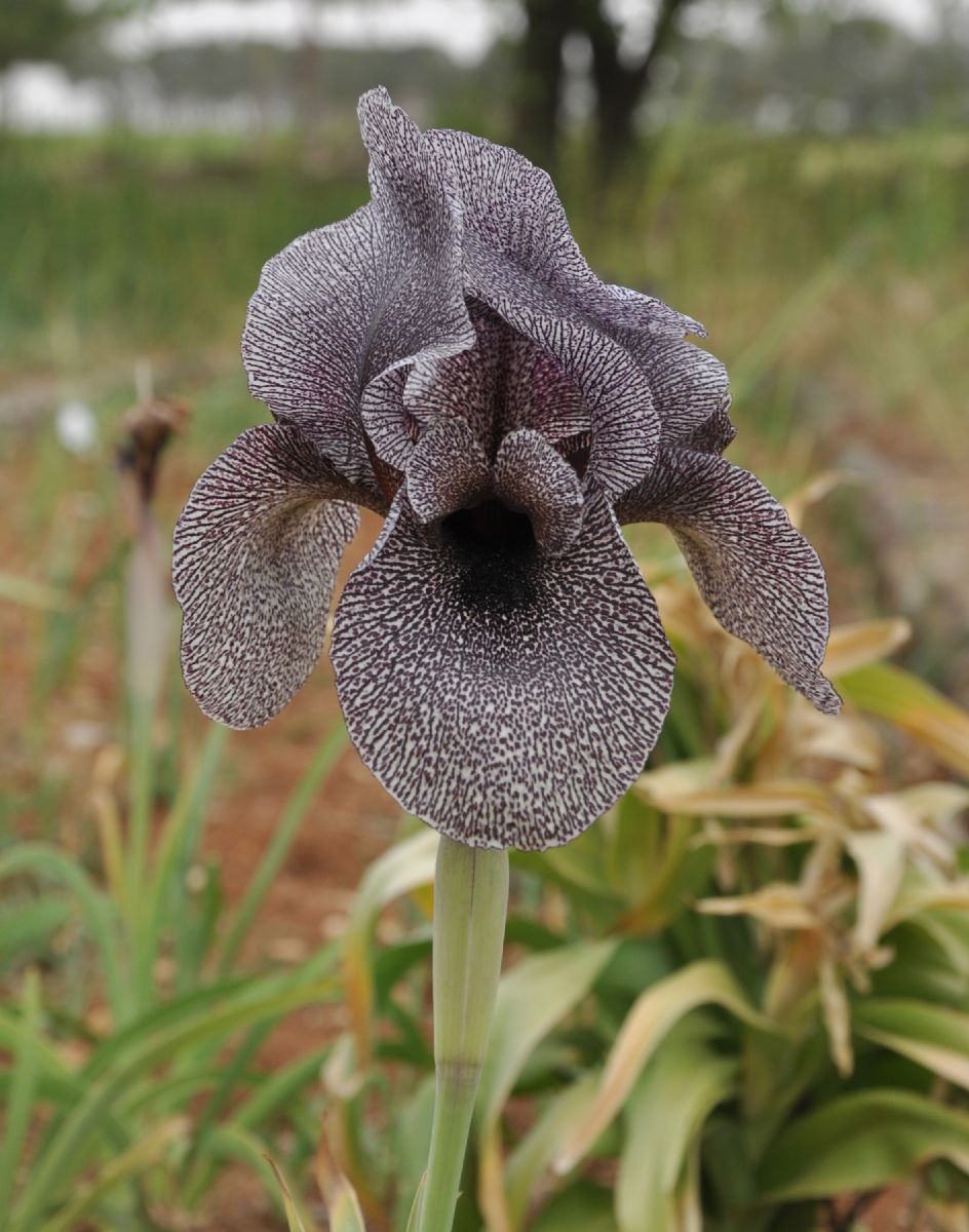 Iridaceae Iris sofarana