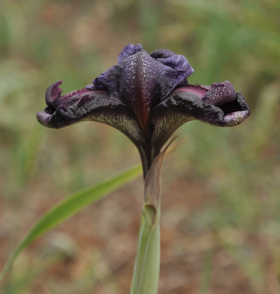 Iridaceae Iris cedreti