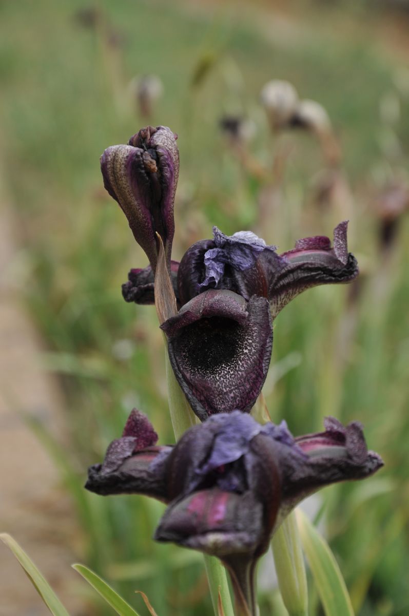 Iridaceae Iris cedreti
