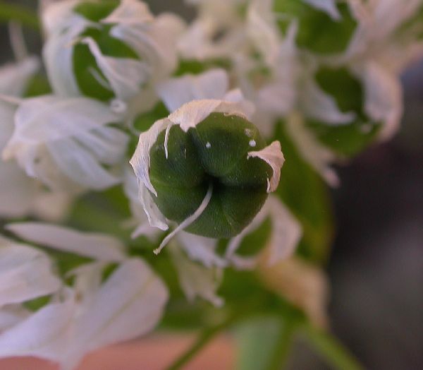Amaryllidaceae Allium neapolitanum