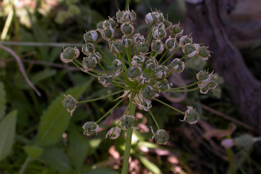 Amaryllidaceae Allium neapolitanum