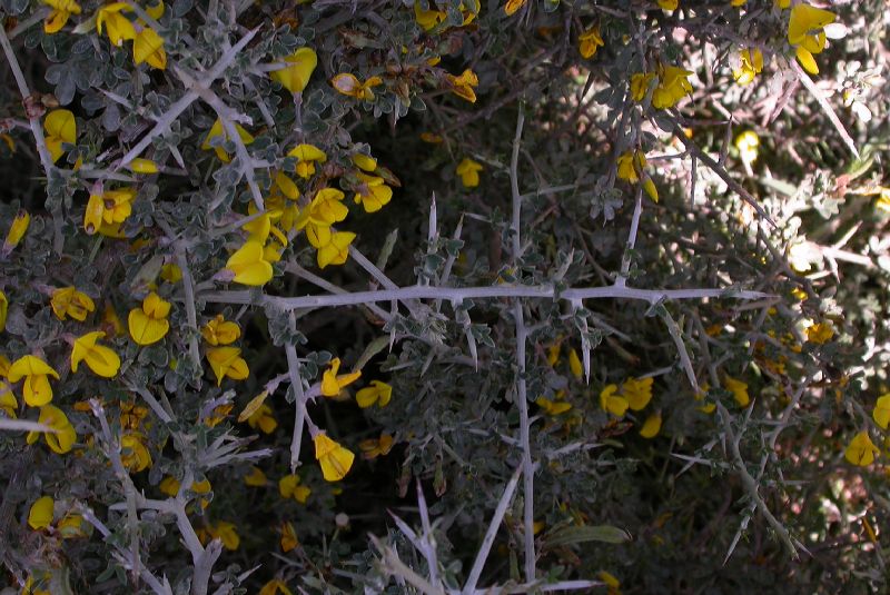 Fabaceae Calicotome villosa