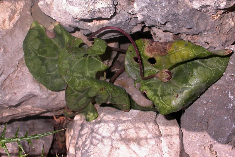 Primulaceae Cyclamen 