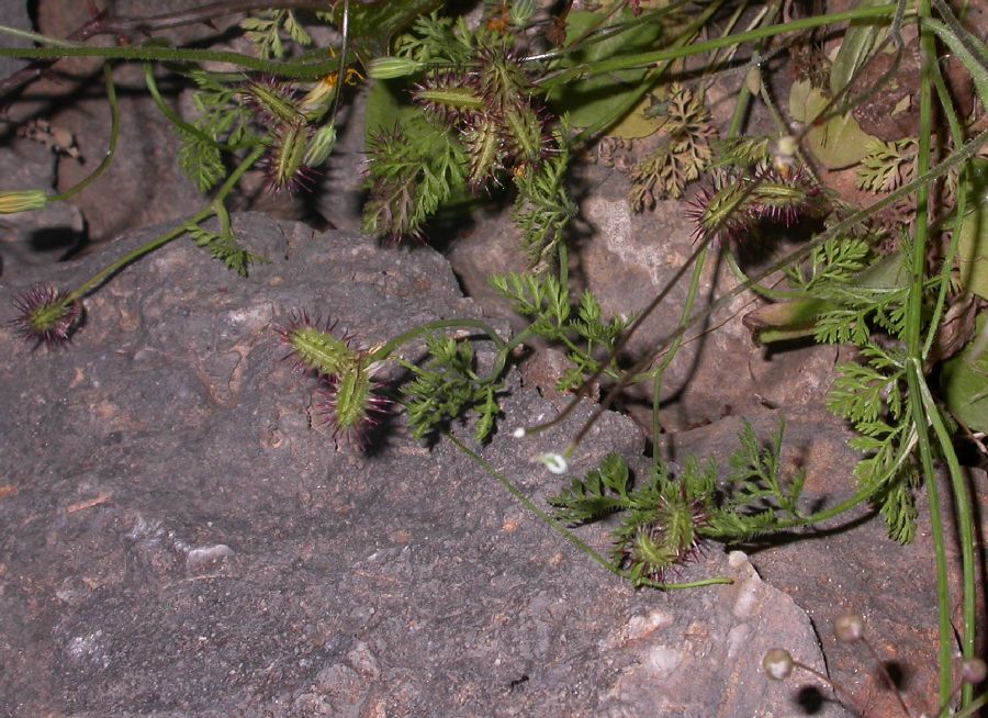 Apiaceae Orlaya platycarpos