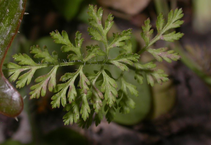 Apiaceae Orlaya platycarpos
