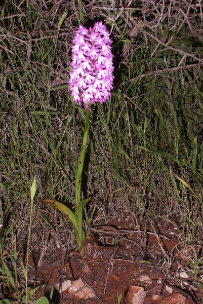Orchidaceae Anacamptis pyramidalis