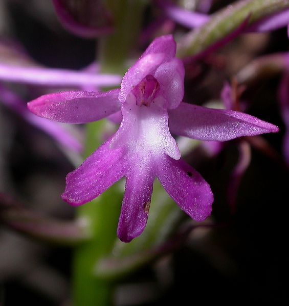 Orchidaceae Anacamptis pyramidalis