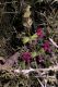 image of Salvia hierosolymitana