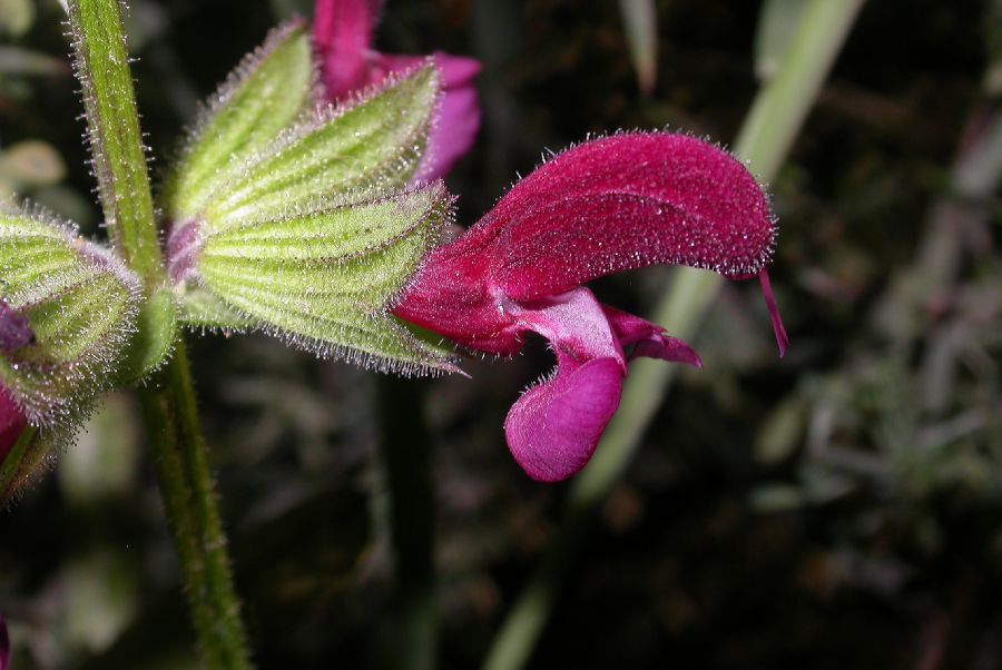 Lamiaceae Salvia hierosolymitana