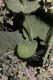 image of Salvia hierosolymitana
