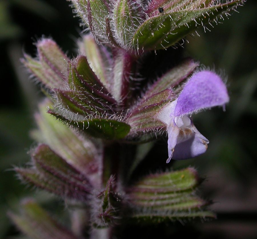 Lamiaceae Salvia viridis
