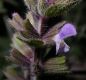 image of Salvia viridis