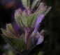 image of Salvia viridis