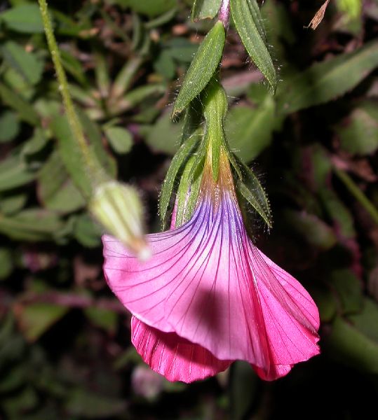 Linaceae Linum pubescens